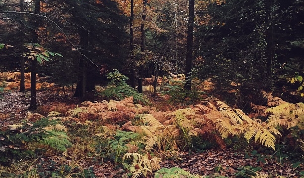 Forêt Châlons-en-Champagne
