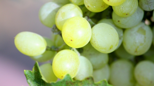 Vignoble de Champagne Grappe de raisin Vignoble de Champagne
