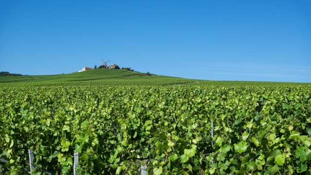 Vignoble Verzenay le moulin de Verzenay - Reims